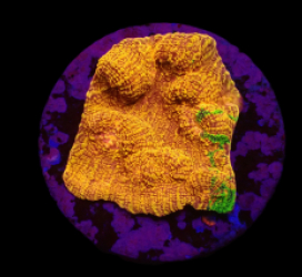 Mycedium elephantotus (24k) (Green Graft) (DJM frag) o 522