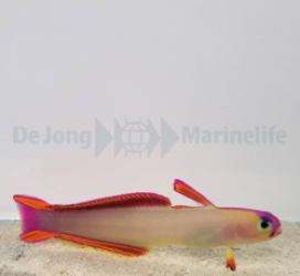 Nemateleotris decora