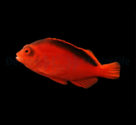 Neocirrhites armatus