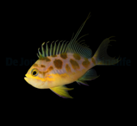 Odontanthias borbonius