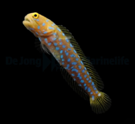 Opistognathus rosenblatti - DJM Bred