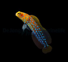 Opistognathus rosenblatti