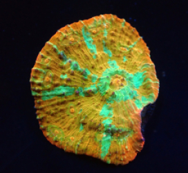 Oxypora sp. (Gold) (M) (Rare) pb 320