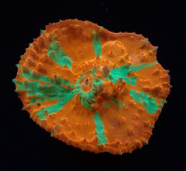 Oxypora sp. (Ultra) (M) pb 056