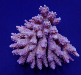 Acropora spp. (Coral Sea) (Common)