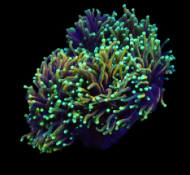 Euphyllia glabrescens (Dragon Soul)