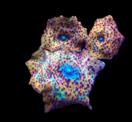 Discosoma spp. (Special Selected) (Ultra)