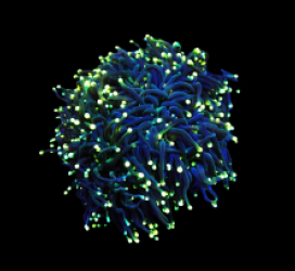 Euphyllia glabrescens (Black Torch)