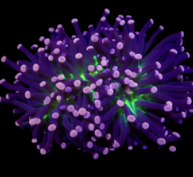 Euphyllia cristata (Joker)