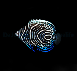 Pomacanthus imperator - T.B.
