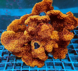 Pavona maldivensis (Orange)