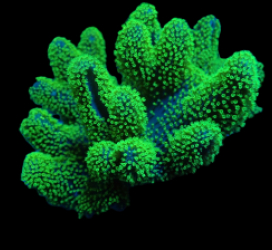 Lobophytum spp. (Fluor Green)