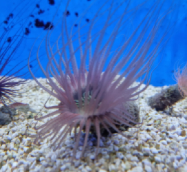 Pachycerianthus spp. (Colored)