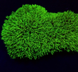 Pachyclavularia violacea (Green) (Grade A)