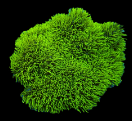 Pachyclavularia violacea (Green) (Grade A) pb 217