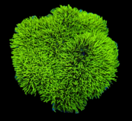 Pachyclavularia violacea (Green) (Grade A) pb 634