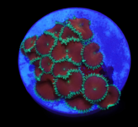 Palythoa sp. (Red Death) (DJM frag) pb 180