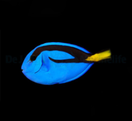 Paracanthurus hepatus