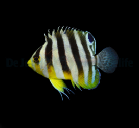 Paracentropyge multifasciata - T.B.