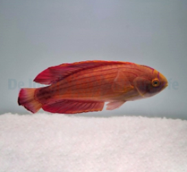 Paracheilinus octotaenia