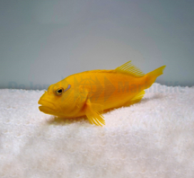 Paracirrhites xanthus