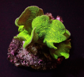 Pavona cactus (Green)