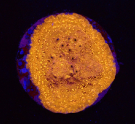 Pavona maldivensis (Orange) (DJM frag) o 109