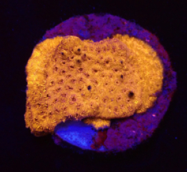 Pavona maldivensis (Orange) (DJM frag) o 113