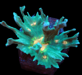 Pectinia sp. (Orange Center) (M-L) pb 367