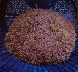 Phyllodiscus semoni (Goldish) pb 096