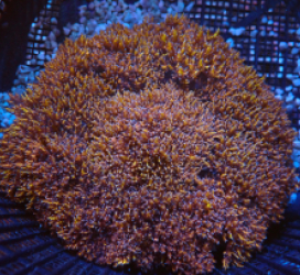 Phyllodiscus semoni (Goldish) pb 385