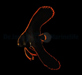 Platax pinnatus - T.B.