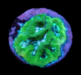 Platygyra sp. (Premium) (DJM Grown) pb 010
