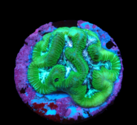 Platygyra sp. (Premium) (DJM Grown) pb 134