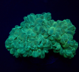 Plerogyra turbida
