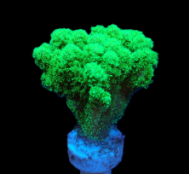 Pocillopora damicornis (Yellow-Green) (frag)