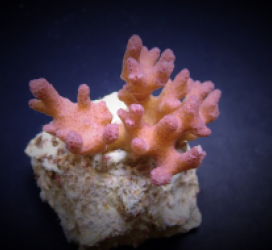 Pocillopora damicornis (Pink) (frag)