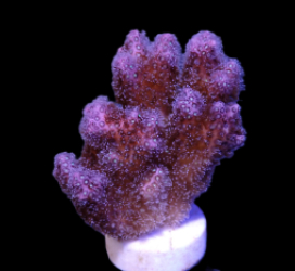 Pocillopora damicornis (Pink) (frag)