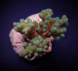 Pocillopora damicornis (Yellow-Green) (frag)