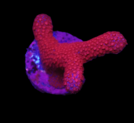 Porites sp. (Bordeaux) (DJM frag) o 409