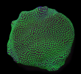 Porites sp. (Green Polyp) (DJM Grown) (S) pb  212
