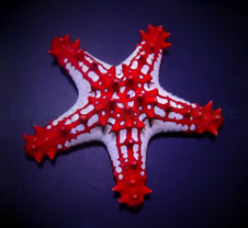 Protoreaster linckii