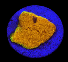 Psammocora sp. (Watermelon) (DJM Grown) o 013