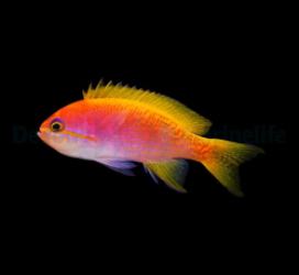 Pseudanthias bimaculatus (female)