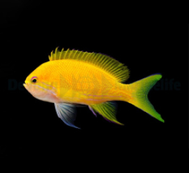 Pseudanthias pleurotaenia (female)