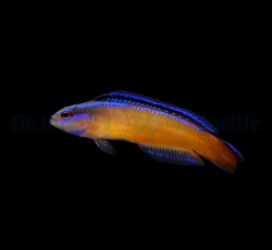 Pseudochromis aldabraensis - DJM Bred