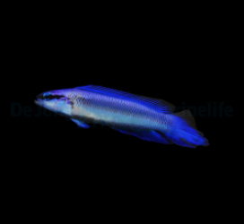 Pseudochromis indigo - DJM Bred