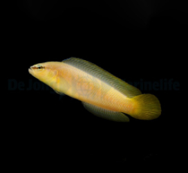Pseudochromis leucorhynchus - DJM Bred