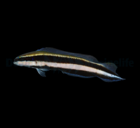 Pseudochromis sankeyi - DJM Bred