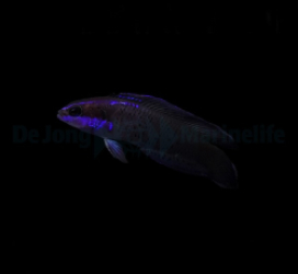 Pseudochromis springeri - DJM Bred